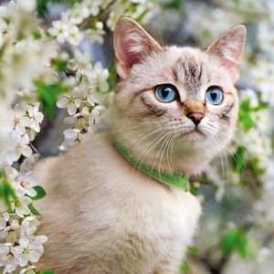 Fotografie k reklamnímu předmětu „NOTIQUE Poznámkový kalendář Kočky 2026, 30 x 30 cm“