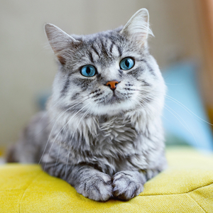 Fotografie k reklamnímu předmětu „NOTIQUE Poznámkový kalendář Kočky 2026, 30 x 30 cm“