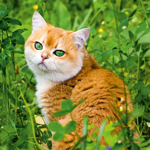 Fotografie k reklamnímu předmětu „NOTIQUE Poznámkový kalendář Kočky 2026, 30 x 30 cm“