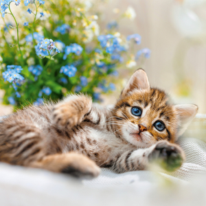 Fotografie k reklamnímu předmětu „NOTIQUE Poznámkový kalendář Koťata 2026, 30 x 30 cm“