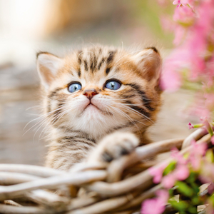 Fotografie k reklamnímu předmětu „NOTIQUE Poznámkový kalendář Koťata 2026, 30 x 30 cm“