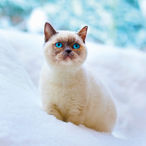 Fotografie k reklamnímu předmětu „NOTIQUE Poznámkový kalendář Koťata 2026, 30 x 30 cm“