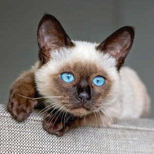 Fotografie k reklamnímu předmětu „NOTIQUE Poznámkový kalendář Koťata 2026, 30 x 30 cm“