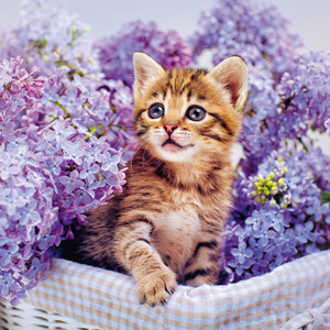 Fotografie k reklamnímu předmětu „NOTIQUE Poznámkový kalendář Koťata 2026, 30 x 30 cm“