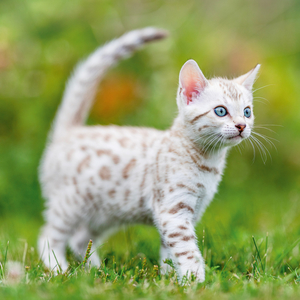 Fotografie k reklamnímu předmětu „NOTIQUE Poznámkový kalendář Koťata 2026, 30 x 30 cm“