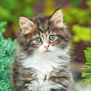 Fotografie k reklamnímu předmětu „NOTIQUE Poznámkový kalendář Koťata 2026, 30 x 30 cm“