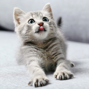 Fotografie k reklamnímu předmětu „NOTIQUE Poznámkový kalendář Koťata 2026, 30 x 30 cm“