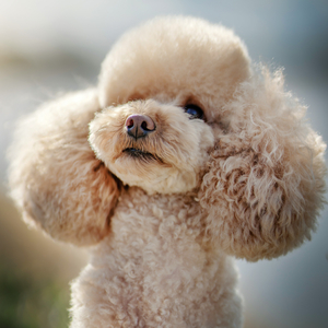 Fotografie k reklamnímu předmětu „NOTIQUE Poznámkový kalendář Psi 2026, 30 x 30 cm“