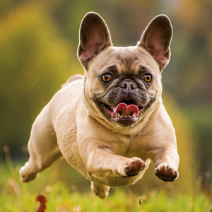 Fotografie k reklamnímu předmětu „NOTIQUE Poznámkový kalendář Psi 2026, 30 x 30 cm“