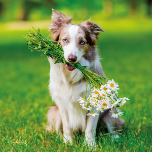 Fotografie k reklamnímu předmětu „NOTIQUE Poznámkový kalendář Psi 2026, 30 x 30 cm“