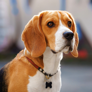 Fotografie k reklamnímu předmětu „NOTIQUE Poznámkový kalendář Psi 2026, 30 x 30 cm“