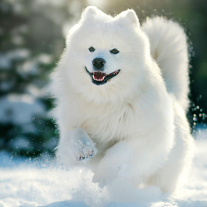 Fotografie k reklamnímu předmětu „NOTIQUE Poznámkový kalendář Psi 2026, 30 x 30 cm“