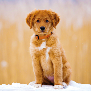 Fotografie k reklamnímu předmětu „NOTIQUE Poznámkový kalendář Štěňata 2026, 30 x 30 cm“