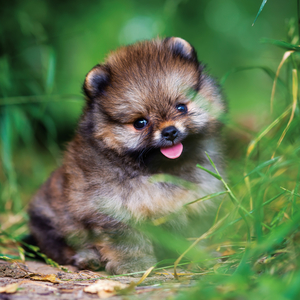 Fotografie k reklamnímu předmětu „NOTIQUE Poznámkový kalendář Štěňata 2026, 30 x 30 cm“