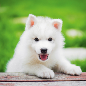 Fotografie k reklamnímu předmětu „NOTIQUE Poznámkový kalendář Štěňata 2026, 30 x 30 cm“