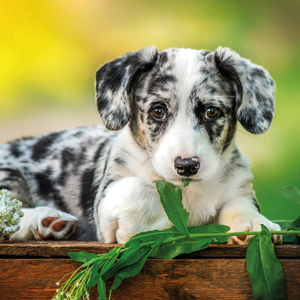 Fotografie k reklamnímu předmětu „NOTIQUE Poznámkový kalendář Štěňata 2026, 30 x 30 cm“