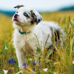 Fotografie k reklamnímu předmětu „NOTIQUE Poznámkový kalendář Štěňata 2026, 30 x 30 cm“