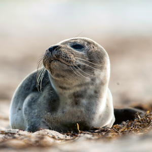 Fotografie k reklamnímu předmětu „NOTIQUE Poznámkový kalendář Mláďata 2026, 30 x 30 cm“