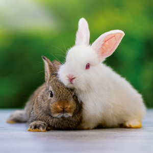 Fotografie k reklamnímu předmětu „NOTIQUE Poznámkový kalendář Mláďata 2026, 30 x 30 cm“