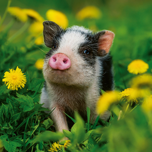 Fotografie k reklamnímu předmětu „NOTIQUE Poznámkový kalendář Mláďata 2026, 30 x 30 cm“