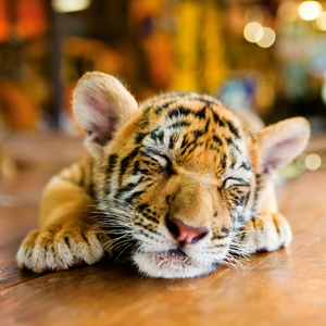 Fotografie k reklamnímu předmětu „NOTIQUE Poznámkový kalendář Mláďata 2026, 30 x 30 cm“