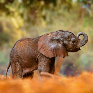 Fotografie k reklamnímu předmětu „NOTIQUE Poznámkový kalendář Mláďata 2026, 30 x 30 cm“