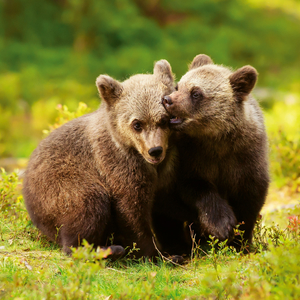 Fotografie k reklamnímu předmětu „NOTIQUE Poznámkový kalendář Mláďata 2026, 30 x 30 cm“