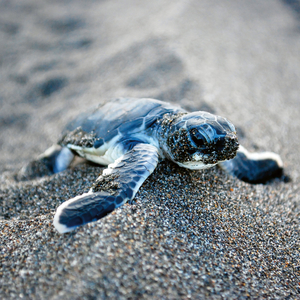 Fotografie k reklamnímu předmětu „NOTIQUE Poznámkový kalendář Mláďata 2026, 30 x 30 cm“