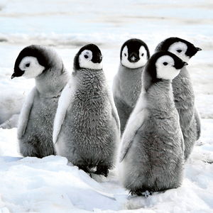 Fotografie k reklamnímu předmětu „NOTIQUE Poznámkový kalendář Mláďata 2026, 30 x 30 cm“