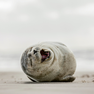 Fotografie k reklamnímu předmětu „NOTIQUE Poznámkový kalendář Úsměv, prosím 2026, 30 x 30 cm“