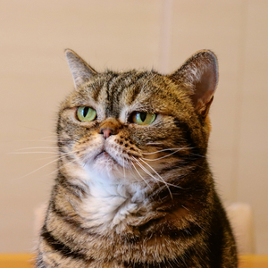 Fotografie k reklamnímu předmětu „NOTIQUE Poznámkový kalendář Úsměv, prosím 2026, 30 x 30 cm“