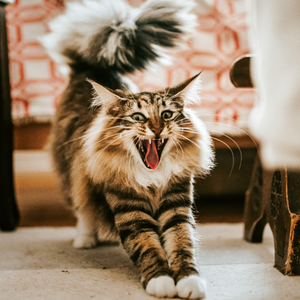 Fotografie k reklamnímu předmětu „NOTIQUE Poznámkový kalendář Úsměv, prosím 2026, 30 x 30 cm“