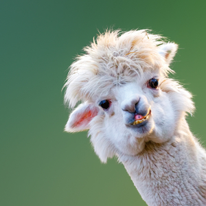 Fotografie k reklamnímu předmětu „NOTIQUE Poznámkový kalendář Úsměv, prosím 2026, 30 x 30 cm“