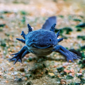 Fotografie k reklamnímu předmětu „NOTIQUE Poznámkový kalendář Úsměv, prosím 2026, 30 x 30 cm“