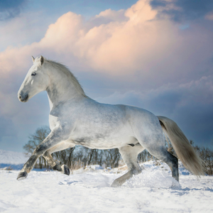 Fotografie k reklamnímu předmětu „NOTIQUE Poznámkový kalendář Koně – Christiane Slawik 2026, 30 x 30 cm“