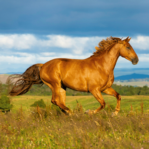 Fotografie k reklamnímu předmětu „NOTIQUE Poznámkový kalendář Koně – Christiane Slawik 2026, 30 x 30 cm“