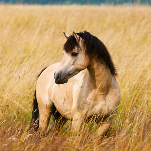 Fotografie k reklamnímu předmětu „NOTIQUE Poznámkový kalendář Koně – Christiane Slawik 2026, 30 x 30 cm“