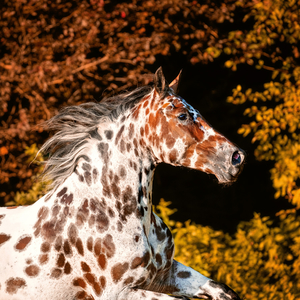 Fotografie k reklamnímu předmětu „NOTIQUE Poznámkový kalendář Koně – Christiane Slawik 2026, 30 x 30 cm“