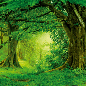 Fotografie k reklamnímu předmětu „NOTIQUE Poznámkový kalendář Deštné pralesy 2026, 30 x 30 cm“