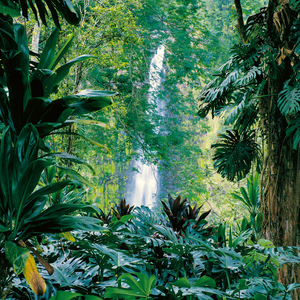 Fotografie k reklamnímu předmětu „NOTIQUE Poznámkový kalendář Deštné pralesy 2026, 30 x 30 cm“