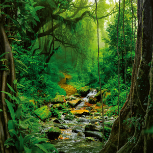 Fotografie k reklamnímu předmětu „NOTIQUE Poznámkový kalendář Deštné pralesy 2026, 30 x 30 cm“