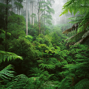 Fotografie k reklamnímu předmětu „NOTIQUE Poznámkový kalendář Deštné pralesy 2026, 30 x 30 cm“