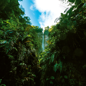 Fotografie k reklamnímu předmětu „NOTIQUE Poznámkový kalendář Deštné pralesy 2026, 30 x 30 cm“