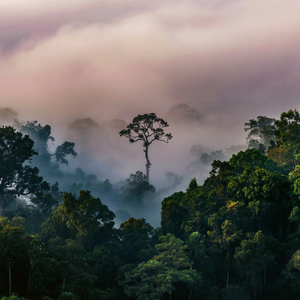 Fotografie k reklamnímu předmětu „NOTIQUE Poznámkový kalendář Deštné pralesy 2026, 30 x 30 cm“