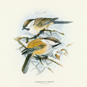 Fotografie k reklamnímu předmětu „NOTIQUE Poznámkový kalendář Ptáčci 2026, 30 x 30 cm“