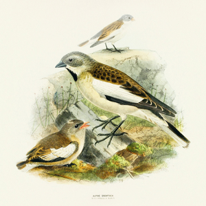 Fotografie k reklamnímu předmětu „NOTIQUE Poznámkový kalendář Ptáčci 2026, 30 x 30 cm“