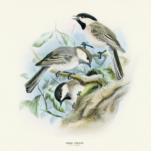 Fotografie k reklamnímu předmětu „NOTIQUE Poznámkový kalendář Ptáčci 2026, 30 x 30 cm“