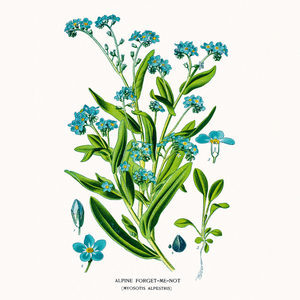 Fotografie k reklamnímu předmětu „NOTIQUE Poznámkový kalendář Herbář 2026, 30 x 30 cm“