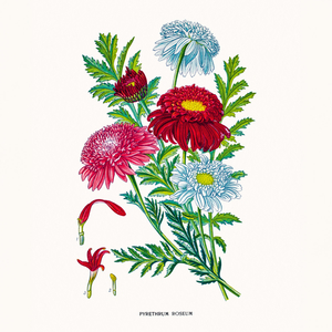 Fotografie k reklamnímu předmětu „NOTIQUE Poznámkový kalendář Herbář 2026, 30 x 30 cm“