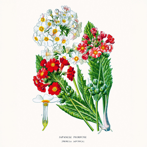 Fotografie k reklamnímu předmětu „NOTIQUE Poznámkový kalendář Herbář 2026, 30 x 30 cm“